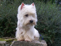 Étalon West Highland White Terrier - Chiquita white du Domaine du Feu Cochard