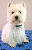 Étalon West Highland White Terrier - Harry de la bastide d'alienor Des Jardins De Jaipur
