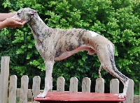 Étalon Whippet - CH. Sinera de Can Nel
