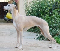 Étalon Whippet - veredon Lovey dovey