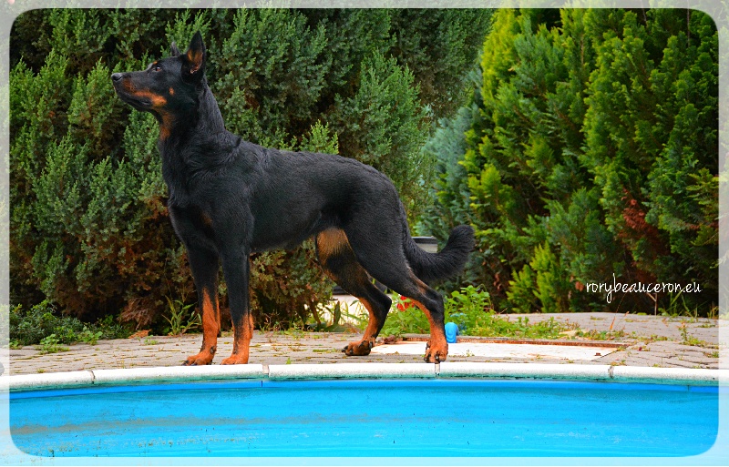 Publication : de L'armée Noire De Rory Auteur : Urbancsok A.