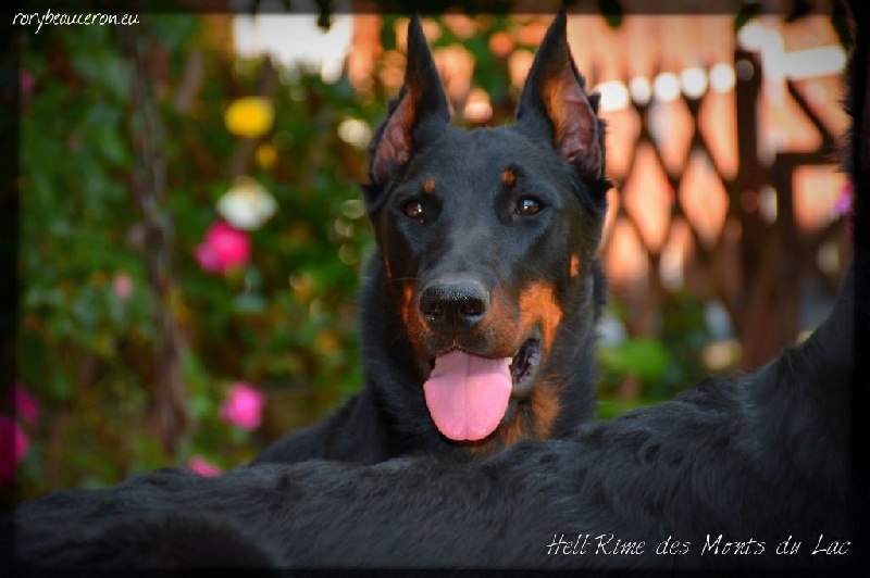 Publication : de L'armée Noire De Rory Auteur : Urbancsok A.