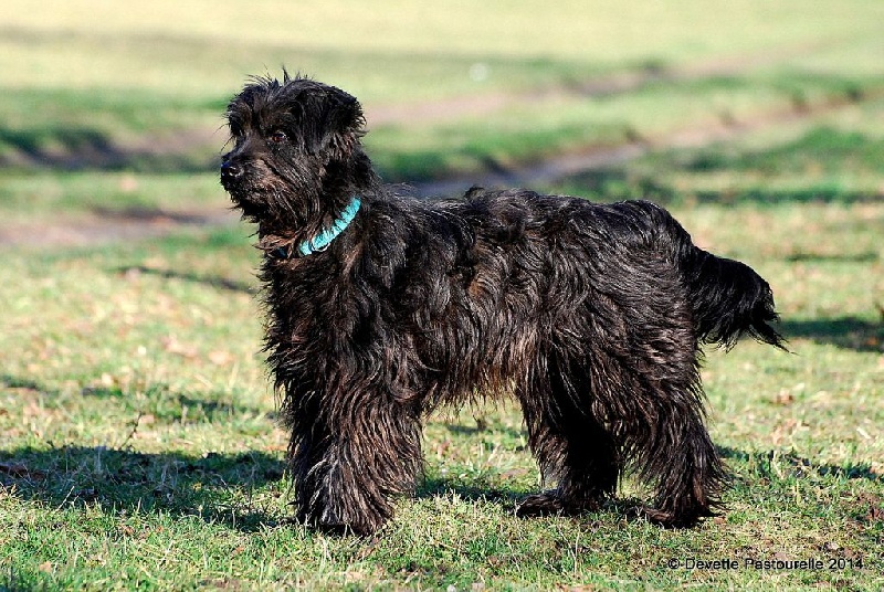 Publication : De La Devette Pastourelle Auteur : Val Narcy