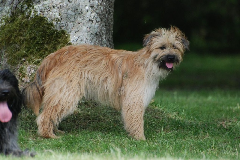 Publication : De La Devette Pastourelle Auteur : V. NARCY