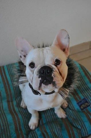 Publication : De La Clairière De Nimba