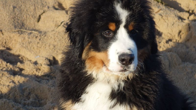 Publication : de La Maison De L'ours Auteur : Maryline Bollier