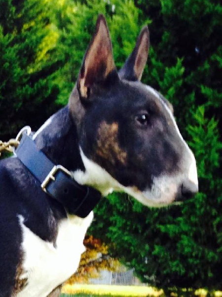 Publication : (Sans Affixe) Auteur : BBK