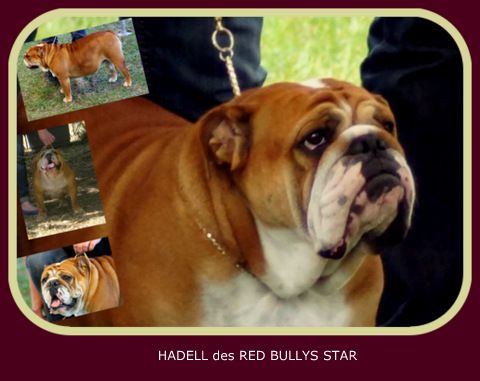 Hadell Des Red Bullys Star