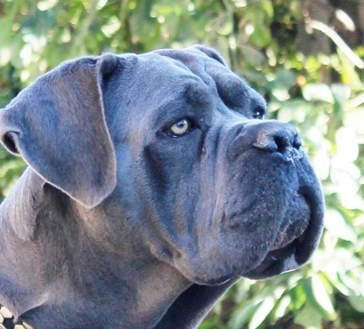 CH. Farouk (Sans Affixe)