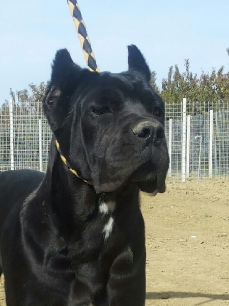 Publication : Dell' Impero Maya