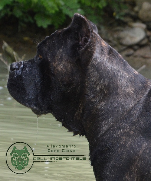 Publication : Dell' Impero Maya 