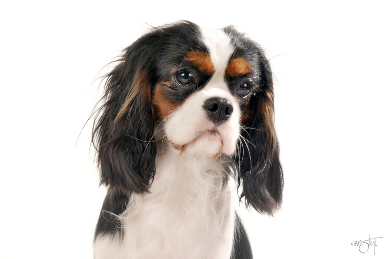 Publication : del varco 