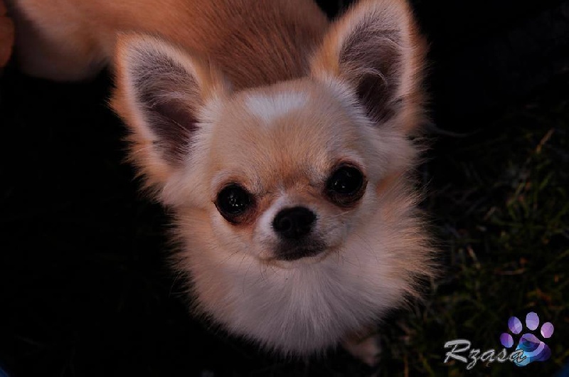 Publication : Little Miss Sunshine