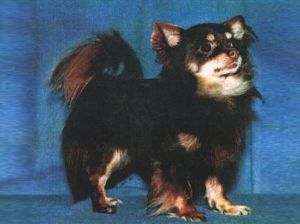 CH. Ricardo von nova trinde