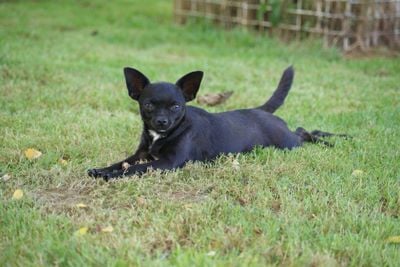 Jeepy Du temple des 7 merveilles
