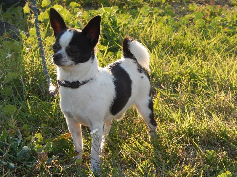 Ibiscus dit ilyos (Sans Affixe)