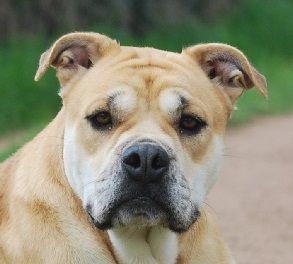 Publication : De L'esprit Du Budo Auteur : Esprit du Budo