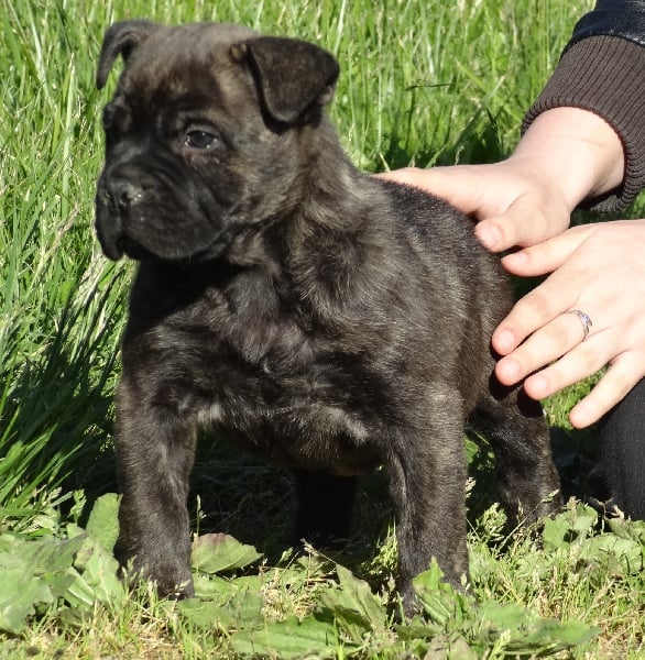 Publication : De L'esprit Du Budo Auteur : Esprit du Budo