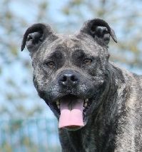 Publication : De L'esprit Du Budo Auteur : Esprit du Budo