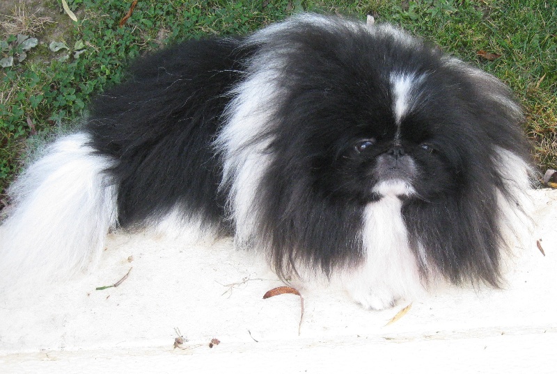 Publication : (Sans Affixe) Auteur : LECOMTE