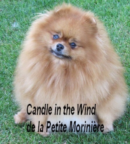 Candle in the wind De la petite moriniere