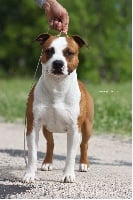 Étalon American Staffordshire Terrier - CH. Gentleman De L'empreinte De L'espoir