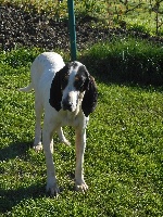 Étalon Ariegeois - Haribo (Sans Affixe)