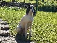 Étalon Ariegeois - Erta Du Coteau De La Versenne