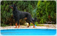 Étalon Berger de Beauce - Heaven du foudre de zeus dite savy (Sans Affixe)