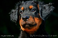 Étalon Berger de Beauce - Joy-reine des Ganches de la Loire