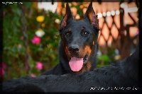 Étalon Berger de Beauce - Hell-rime Des monts du lac