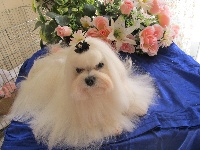 Étalon Bichon maltais - Image-de-topper du domaine de l'Aristochien