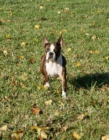 Étalon Boston Terrier - I dream of you de Milantosa