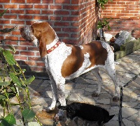 Étalon Braque Italien - Mona-lisa de la maison d'Omer