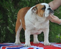 Étalon Bulldog Anglais - la vida de oro Dolce besos