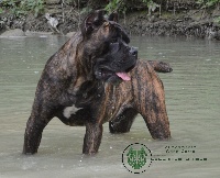 Étalon Cane Corso - CH. Hulk hogan Dell' Impero Maya