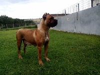 Étalon Cane Corso - Finicella della nevaia