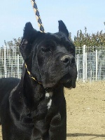 Étalon Cane Corso - Zena Degli elmi