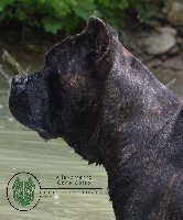 Étalon Cane Corso - CH. Havana Dell' Impero Maya