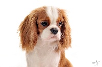 Étalon Cavalier King Charles Spaniel - CH. R.s. hermione De la fieffe au songeur