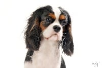 Étalon Cavalier King Charles Spaniel - Caramellina del varco