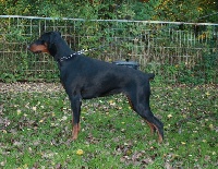 Étalon Dobermann - gaell vom maindreieck