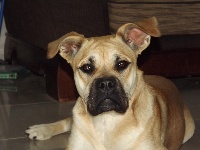 Étalon Dogue de Majorque - Gaia de Mars Garden