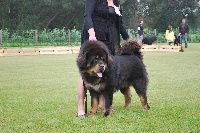 Étalon Dogue du Tibet - L'kunsang Le temple de nyima