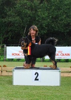 Étalon Dogue du Tibet - L'tashi Le temple de nyima