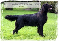 Étalon Flat Coated Retriever - CH. whizzbang 's scarlet rivera