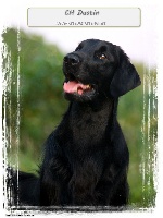 Étalon Flat Coated Retriever - CH. Dustin (Sans Affixe)