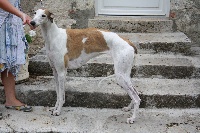 Étalon Greyhound - christcile's Filomene