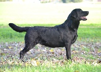 Étalon Labrador Retriever - Italia & sweets Of Brodie Clann