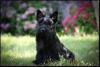 Étalon Scottish Terrier - Fearghus mortimer black pearl des highlands